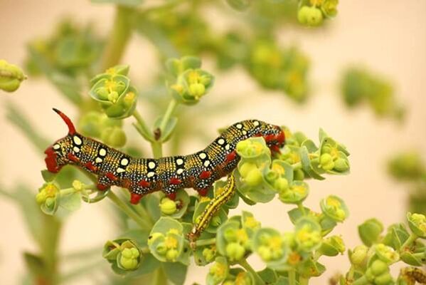 Balade nature Erdeven