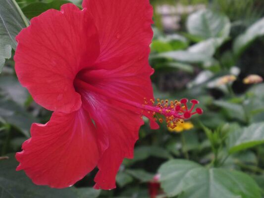jardin-aux-papillons-morbihan-bretagne-sud