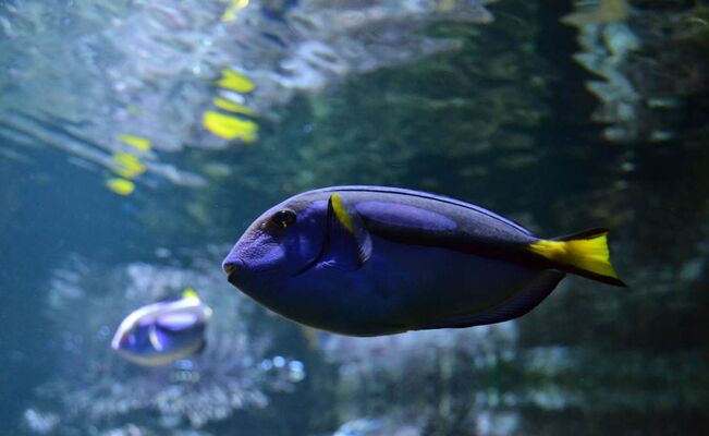 Aquarium-de-Vannes-Morbihan-Bretagne-Sud