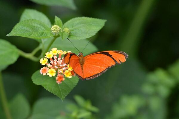 jardin-aux-papillons-morbihan-bretagne-sud-14