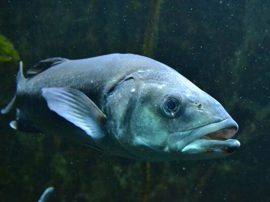 Aquarium-de-Vannes-Morbihan-Bretagne-Sud