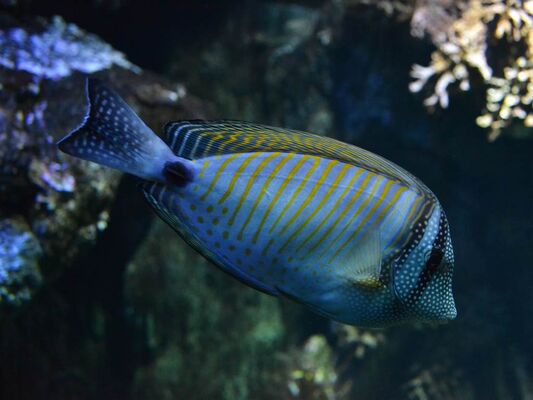 Aquarium-de-Vannes-Morbihan-Bretagne-Sud