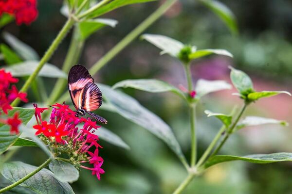 jardin-aux-papillons-morbihan-bretagne-sud-23