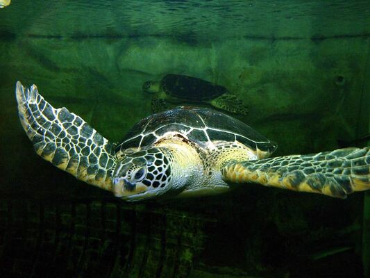 Aquarium-de-Vannes-Morbihan-Bretagne-Sud