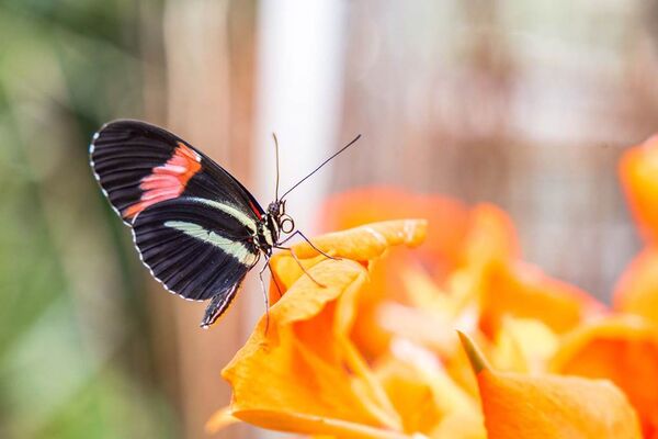jardin-aux-papillons-morbihan-bretagne-sud-27