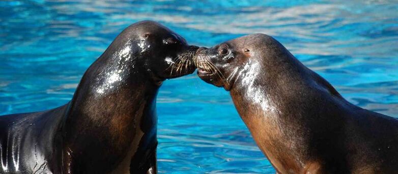 Parc-Zoologique-Pont-Scorff-Morbihan-Bretagne-Sud