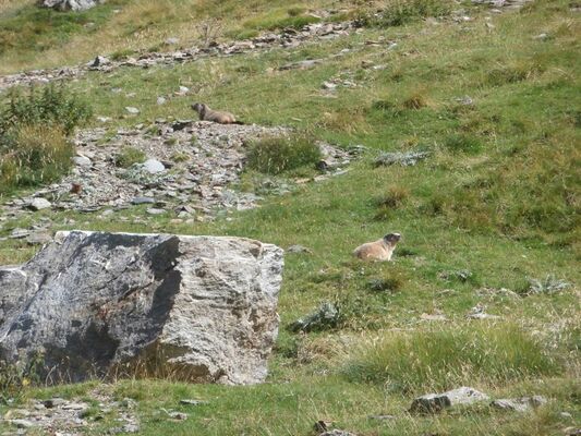 les marmottes réserve d'Orlu
