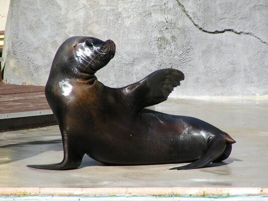 zoo-pont-scorff-Groix-Lorient-morbihan-bretagne-sud