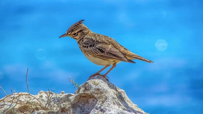 Oiseau
