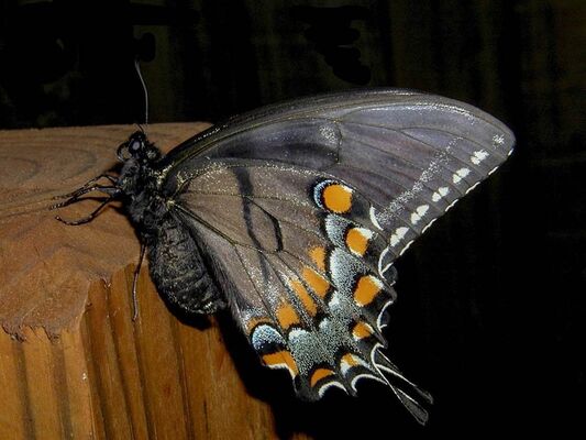 Papillon de nuit