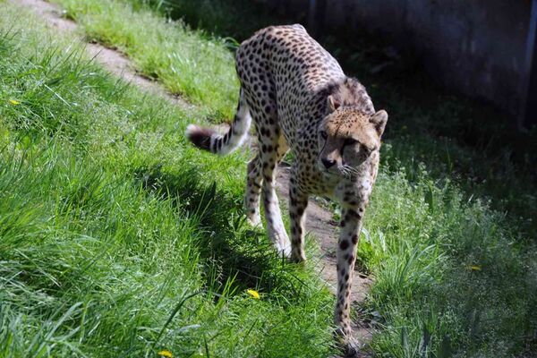 Parc-Zoologique-Pont-Scorff-Morbihan-Bretagne-Sud