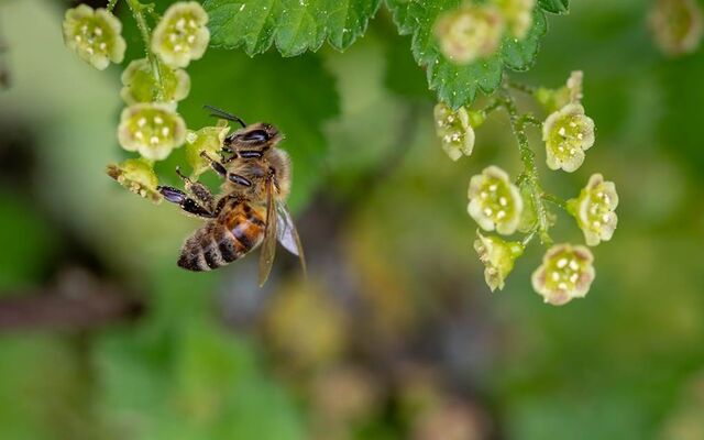 Insectes pollinisateurs