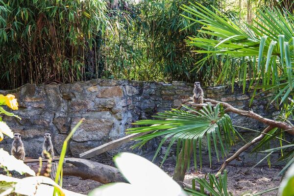 Parc-Zoologique-Pont-Scorff-Morbihan-Bretagne-Sud-02