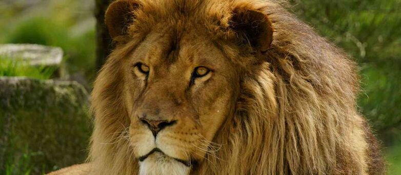 Parc-Zoologique-Pont-Scorff-Morbihan-Bretagne-Sud