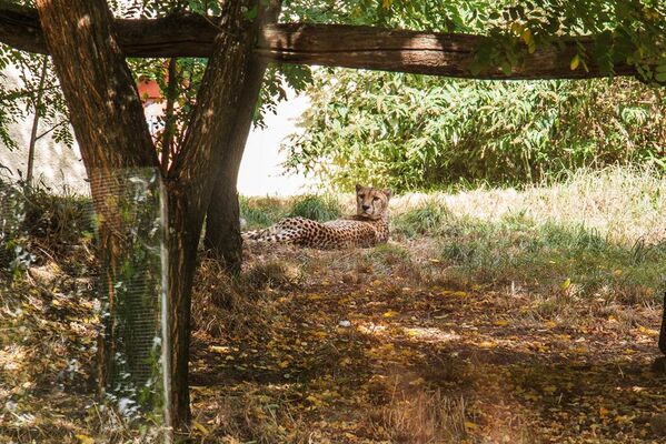 Parc-Zoologique-Pont-Scorff-Morbihan-Bretagne-Sud-05