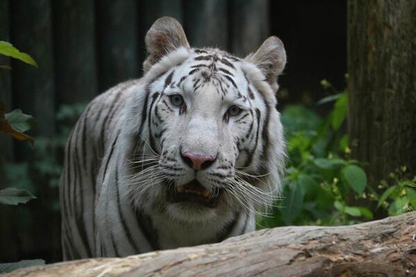 Parc-Zoologique-Pont-Scorff-Morbihan-Bretagne-Sud