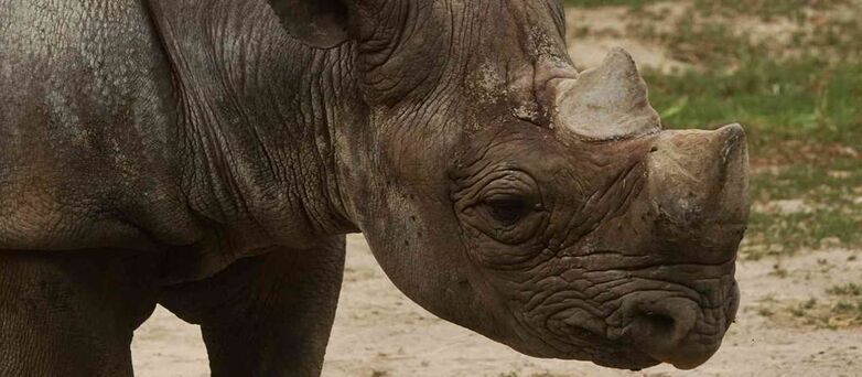 Parc-Zoologique-Pont-Scorff-Morbihan-Bretagne-Sud