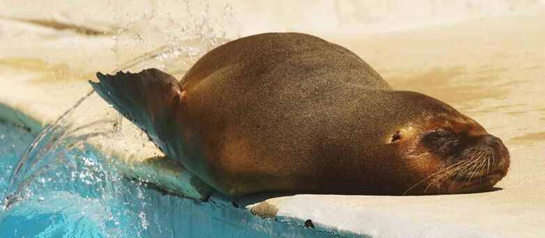 Parc-Zoologique-Pont-Scorff-Morbihan-Bretagne-Sud
