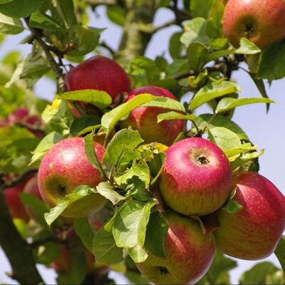 Déco pomme