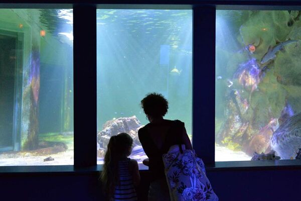Aquarium-de-Vannes-Morbihan-Bretagne-Sud-10