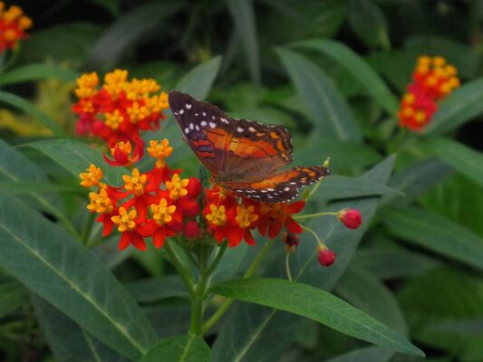 jardin-aux-papillons-morbihan-bretagne-sud