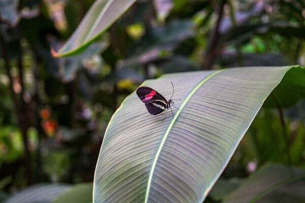 jardin-aux-papillons-morbihan-bretagne-sud-24