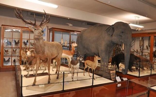 Museum Victor Brun - Musée - Montauban - Visiter Montauban - Découvrir Montauban