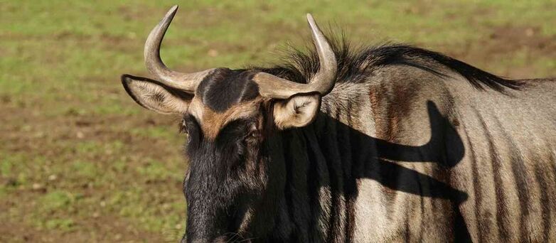 Parc-Zoologique-Pont-Scorff-Morbihan-Bretagne-Sud