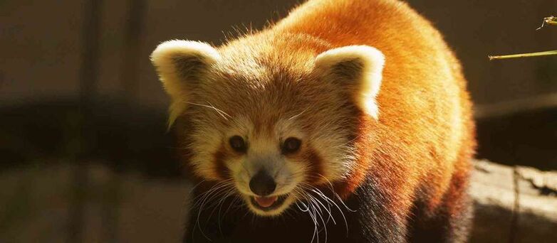 Parc-Zoologique-Pont-Scorff-Morbihan-Bretagne-Sud