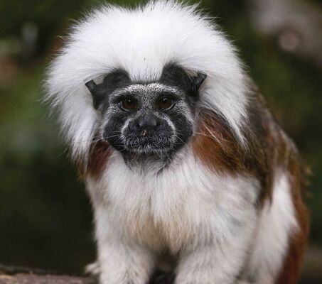 zoo-pont-scorff-Groix-Lorient-morbihan-bretagne-sud