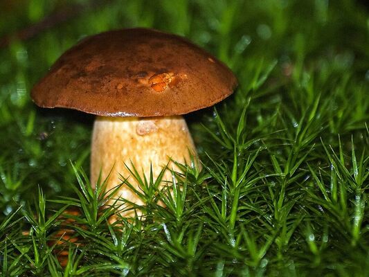 Champignon