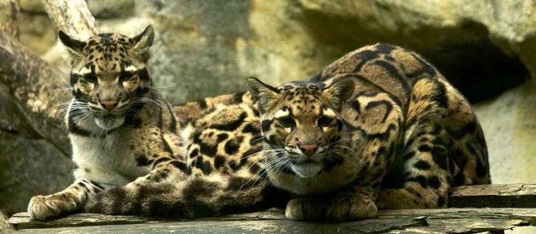 Parc-Zoologique-Pont-Scorff-Morbihan-Bretagne-Sud