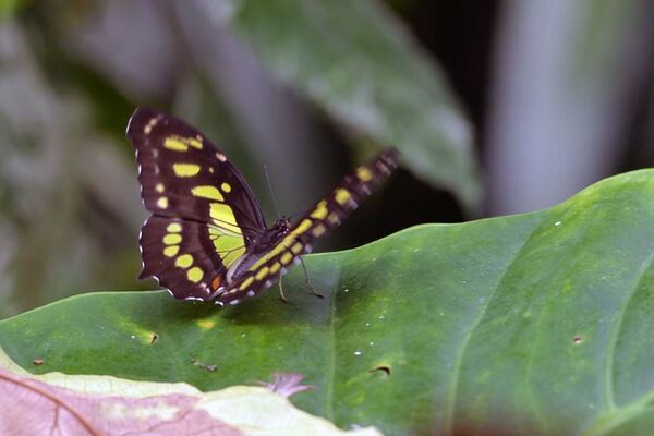 jardin-aux-papillons-morbihan-bretagne-sud-16