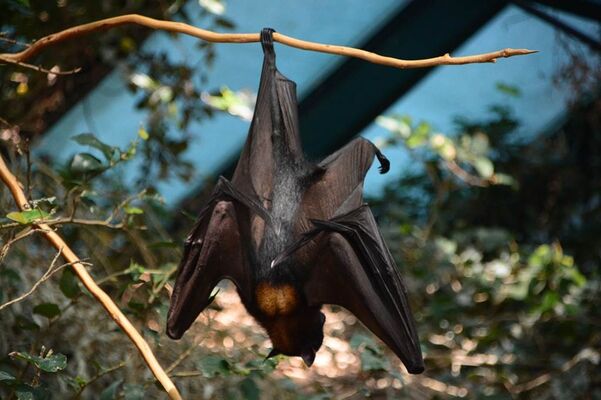 Les chauve-souris