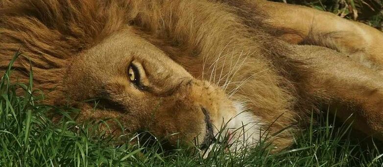 Parc-Zoologique-Pont-Scorff-Morbihan-Bretagne-Sud