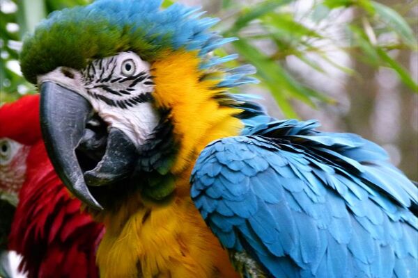 zoo-pont-scorff-Groix-Lorient-morbihan-bretagne-sud