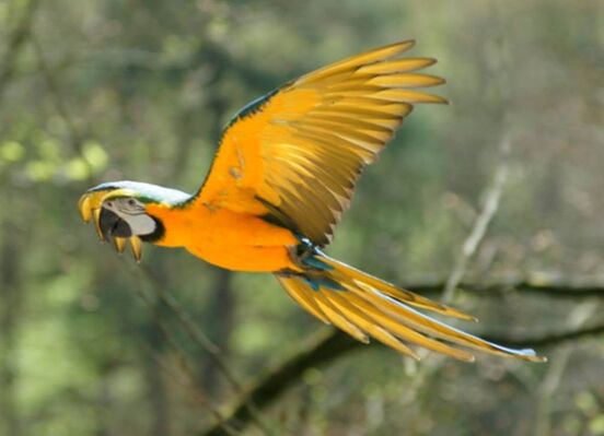 zoo-pont-scorff-Groix-Lorient-morbihan-bretagne-sud