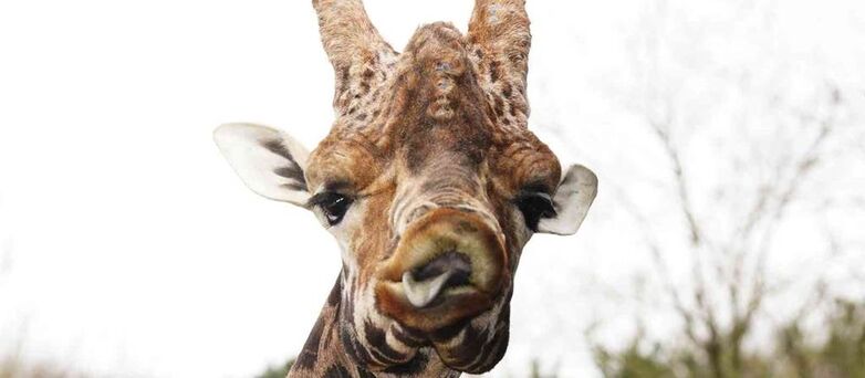 Parc-Zoologique-Pont-Scorff-Morbihan-Bretagne-Sud