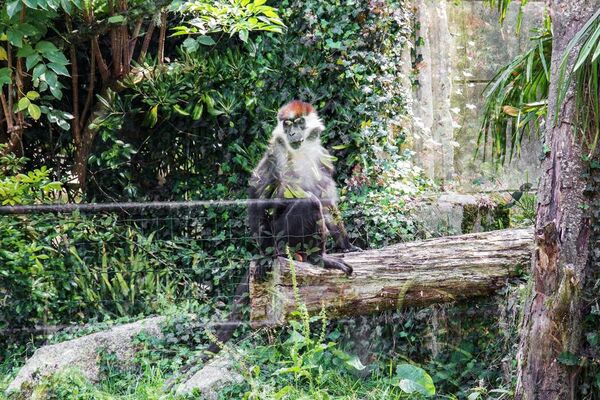 Parc-Zoologique-Pont-Scorff-Morbihan-Bretagne-Sud-08