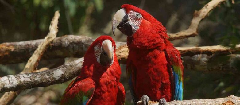 Parc-Zoologique-Pont-Scorff-Morbihan-Bretagne-Sud