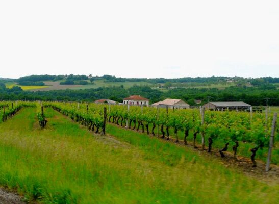 Domaine du Gabachou vignes