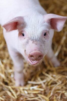 cochon