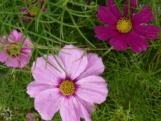 Bourse aux fleurs