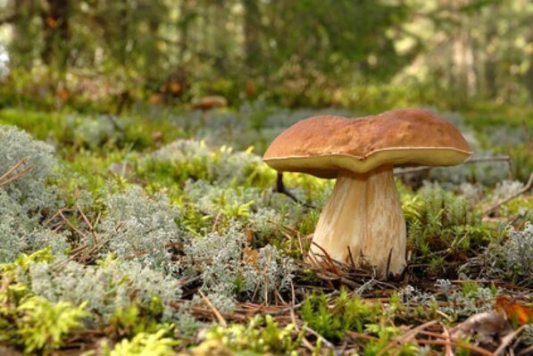 Sortie "Mycologie"
