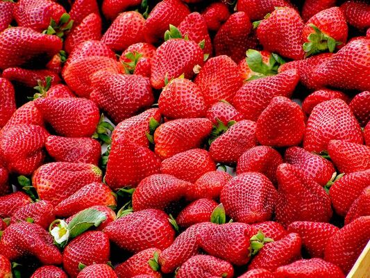 Fraises00