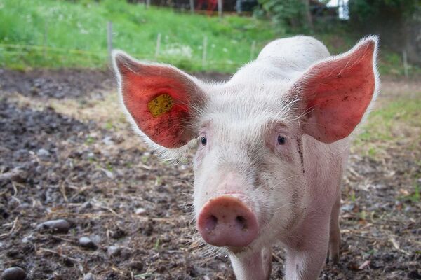 Cochons