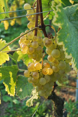 Chasselas