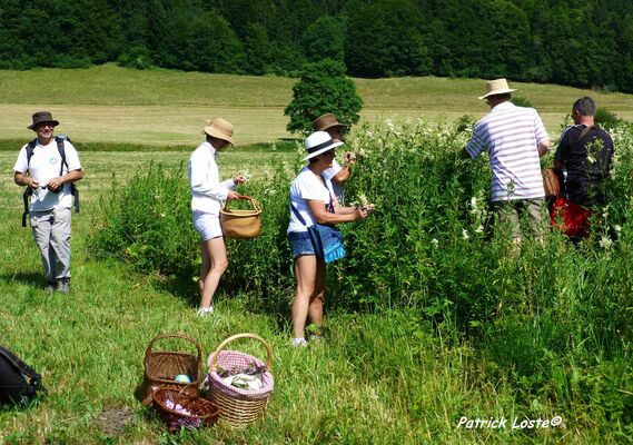 Cueillette et cuisine des plantes sauvages