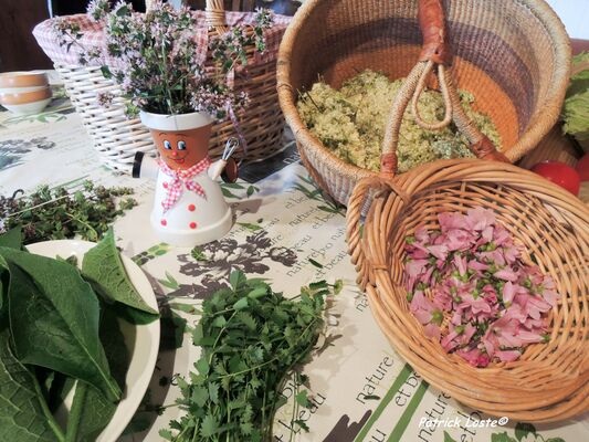 Cueillette et cuisine de plantes sauvages