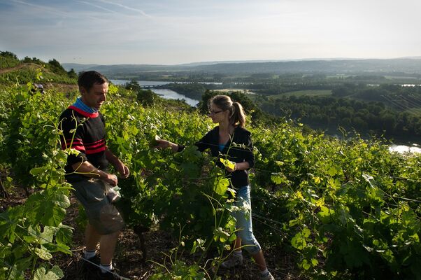 Dégustation de vins "virtuelle"